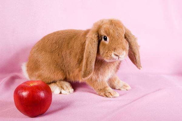 Карликовый кролик баран окрас красный, фото содержание кроликов фотография