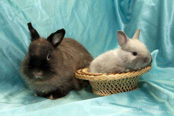 Карликовый лисий кролик с малышом, фото содержание кроликов фотография