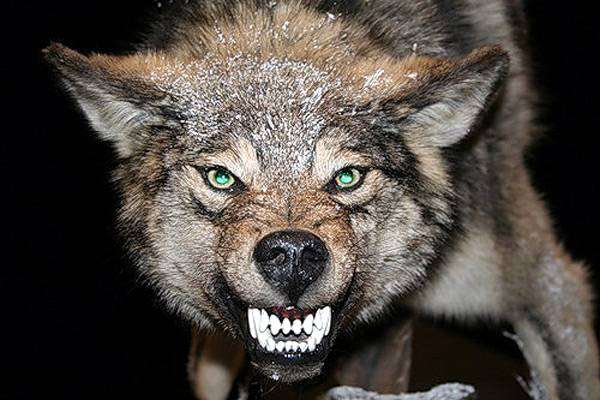 Оскаленный волк, фото хищные животные фотография
