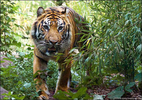 Суматранский тигр (Panthera tigris sumatrae), фото хищные кошки фотография