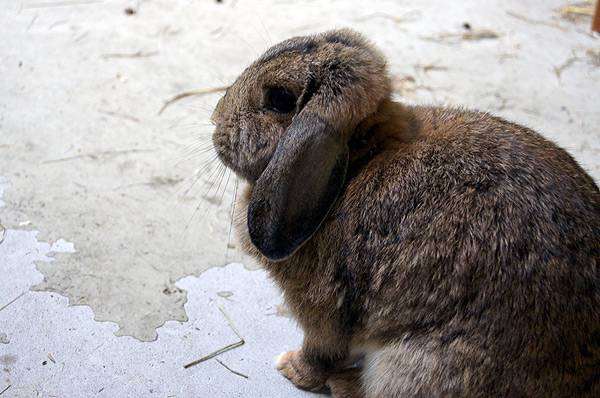 Вислоухий кролик, фото содержание кроликов фотография