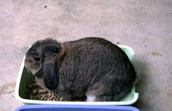 Вислоухий кролик в лотке, фото содержание кроликов фотография