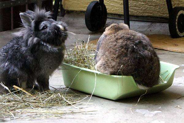 Кролики, фото кролиководство фотография