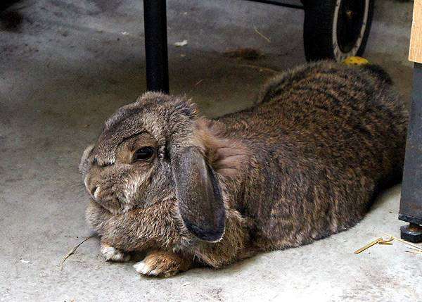 Вислоухий кролик, фото болезни кроликов фотография