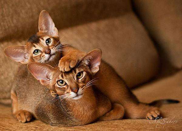Абиссинская кошка с котенком, фото породы кошек фотография