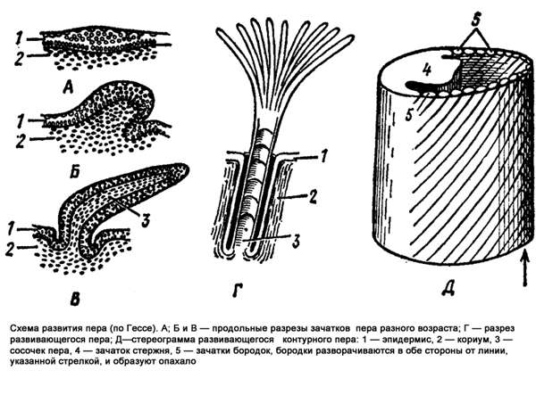 Схема развития пера, рисунок картинка птицы