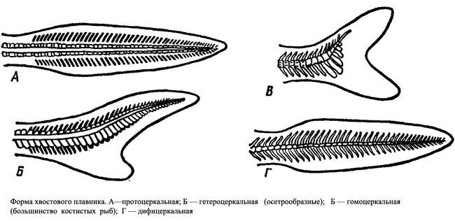 Форма хвостового плавника у рыб, схема рисунок