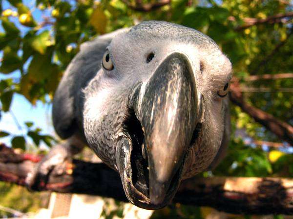 Серый попугай, или жако (Psittacus erithacus), фото птицы фотография картинка