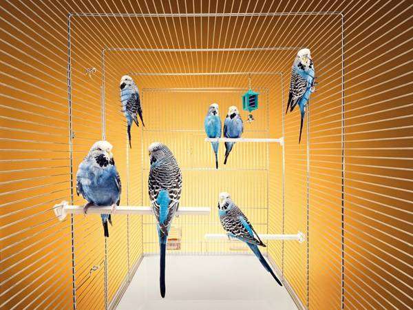 Волнистые попугаи в клетке, фото птицы фотография картинка