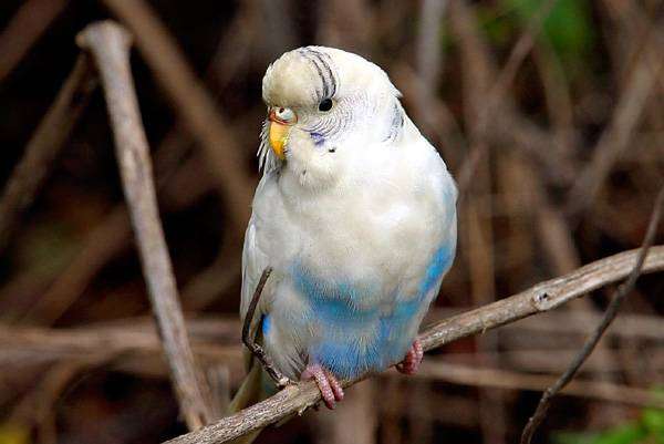 Волнистый попугай попугайчик, фото птицы фотография картинка