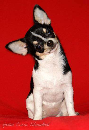 Чихуахуа, фото породы мелких собачек фотография картинка