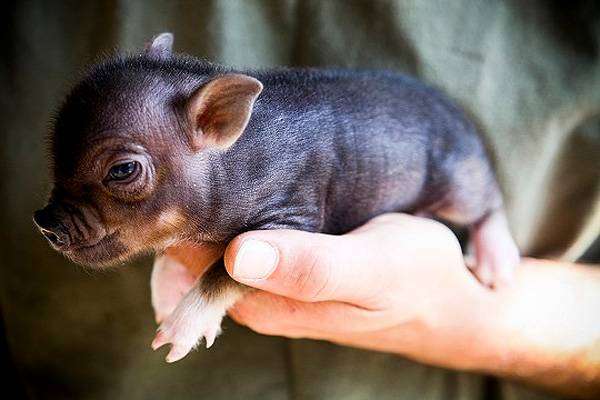 Поросенок мини-пига минипига карликовой свиньи на руке, фото фотография картинка