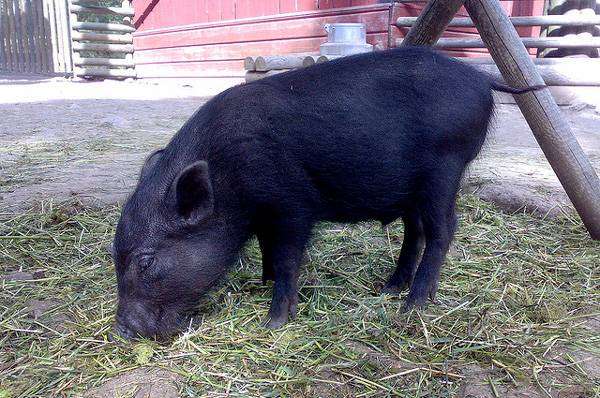 Мини-пиг, карликовая свинья, фотография картинка фото