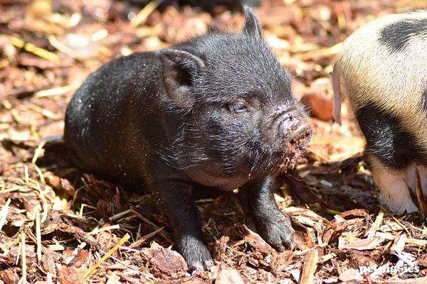 Поросенок мини-пига карликовой свиньи, фото фотография картинка