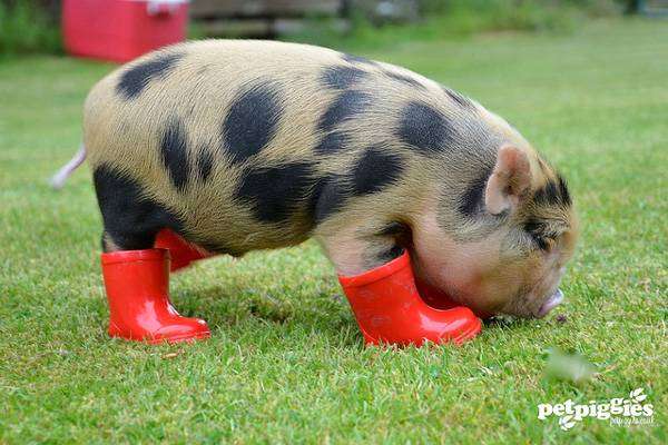 Поросенок мини-пига (карликовой свиньи) в сапожках, фото фотография картинка