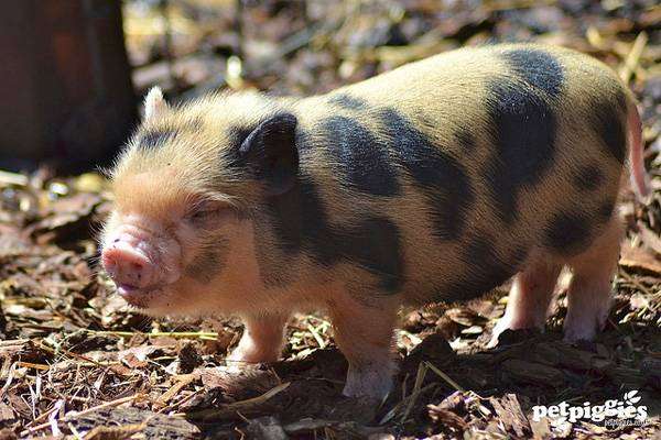 Поросенок мини свиньи (минипига), фото фотография картинка