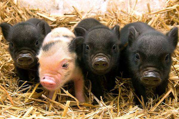 Поросята минипиги, карликовые свинки, фото фотография картинка