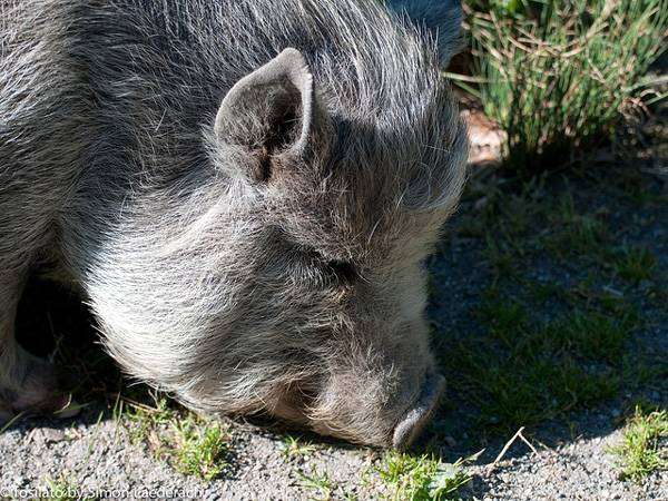 Мини-пиг, минипиг, карликовая свинья, фото фотография картинка