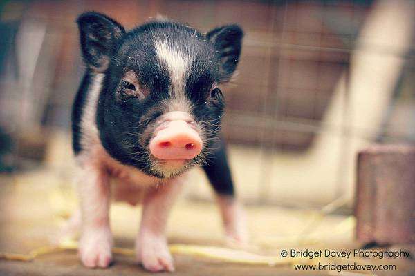 Поросёнок мини-пига (карликовой свинки), фото фотография картинка