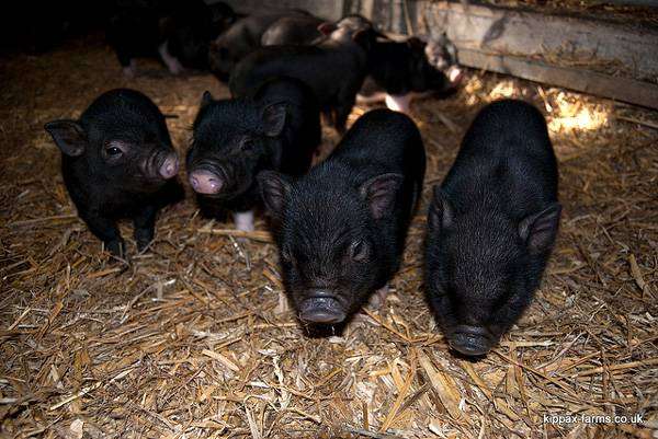 2-х недельные поросята карликовых свинок, минипиги, фото фотография картинка