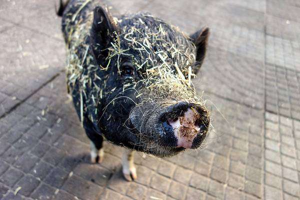 Карликовая свинка, мини-пиг, фото фотография картинка