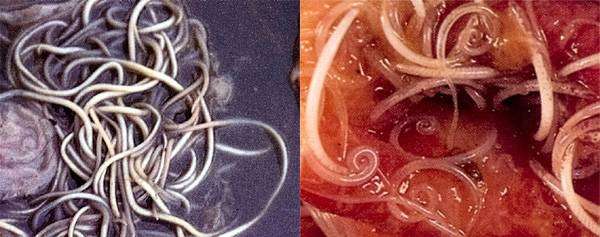 Свиные аскариды (Ascaris suum) и  Власоглав (Trichuris suis), фото фотография картинка паразитические черви свиней