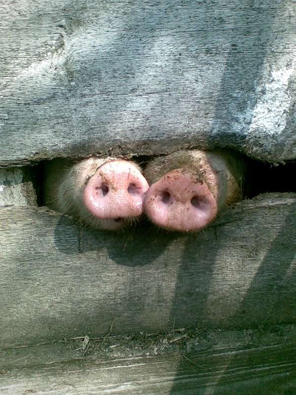 Свиные пятаки, фото обои фотография картинка