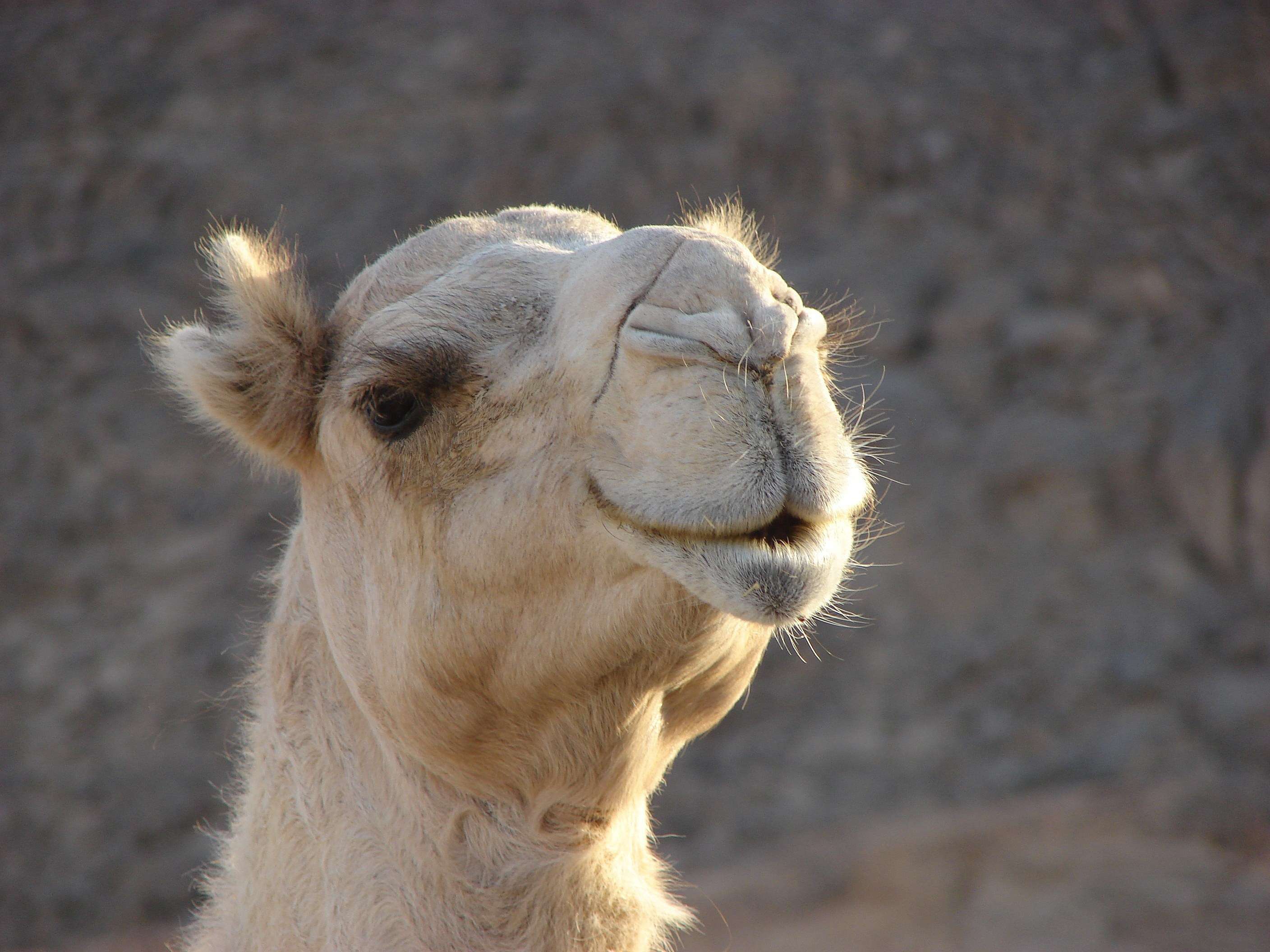 Верблюд википедия, фото фотография картинка фото