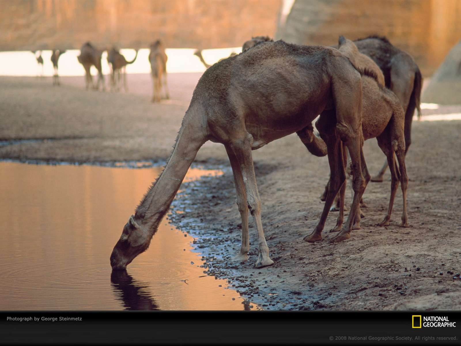 Тощий верблюд пьет воду, фото картинка фотография обои