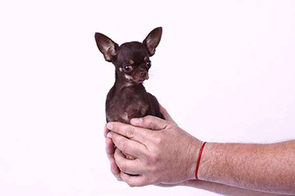 Чихуахуа Миракли Милли, фото самые собаки фотография