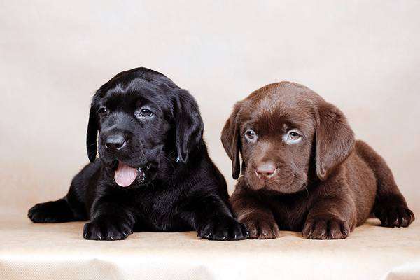 Щенки лабрадора-ретривера, фото гомеопатия для собак фотография