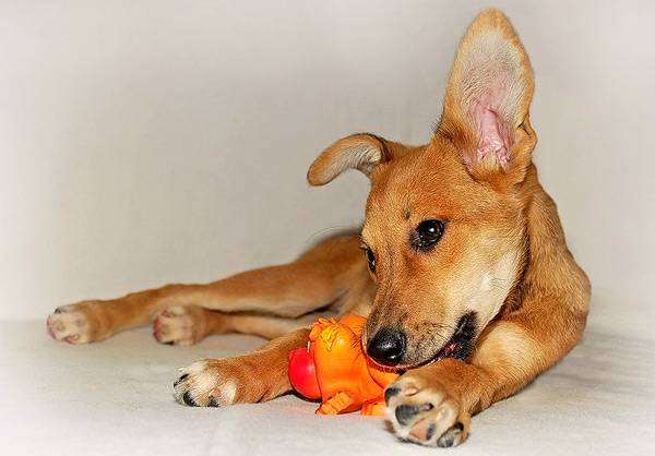 Щенок с игрушкой, фото собаки изображение