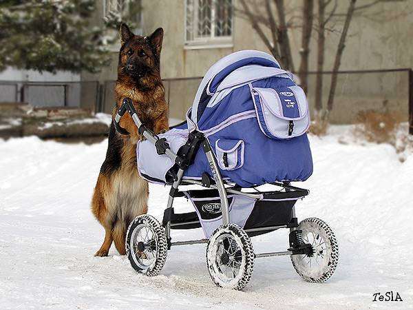 Немецкая овчарка у коляски, фото собака и ребенок фотография