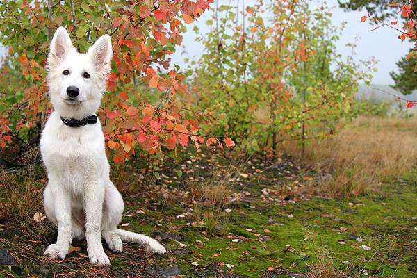 Американо-канадская белая овчарка, фото фотография породы собак собаки