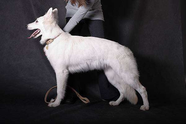 Белая швейцарская овчарка, собаки породы собак фото фотография