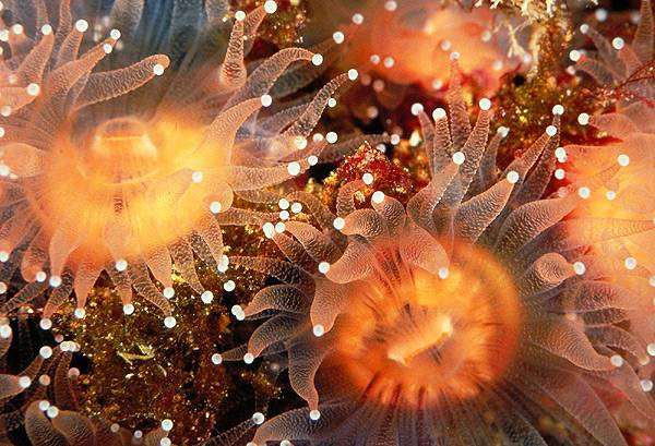 Мягкие кораллы, фото морской аквариум фотография беспозвоночные