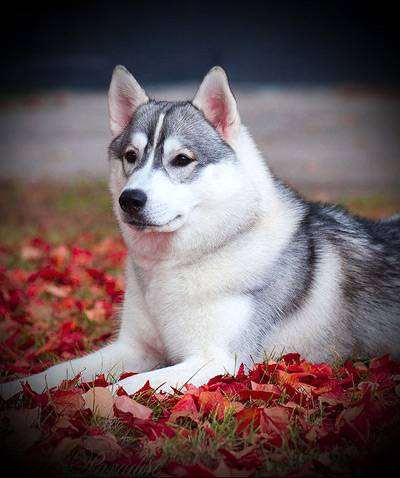 Сибирский хаски, фото вопросы о собаках фотография