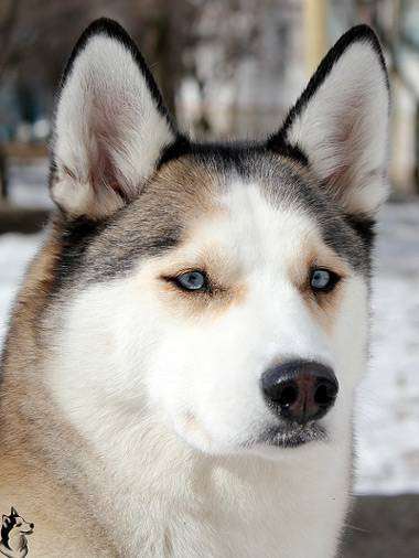 Сибирский хаски, фотография консультации о собаках фото
