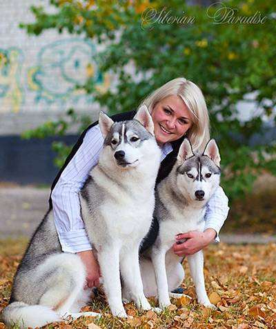 Сибирские хаски, фото собаки картинка