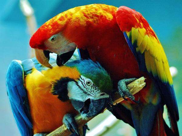 Попугаи ара, фото фотография содержание уход за попугаями птицами картинка