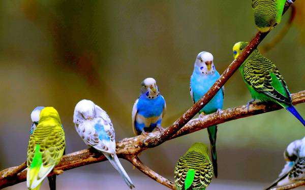 Волнистые попугайчики, фото фотография содедржание птиц картинка