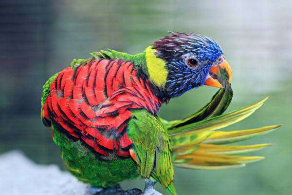 Радужный лорикет, фото фотография попугаи картинка