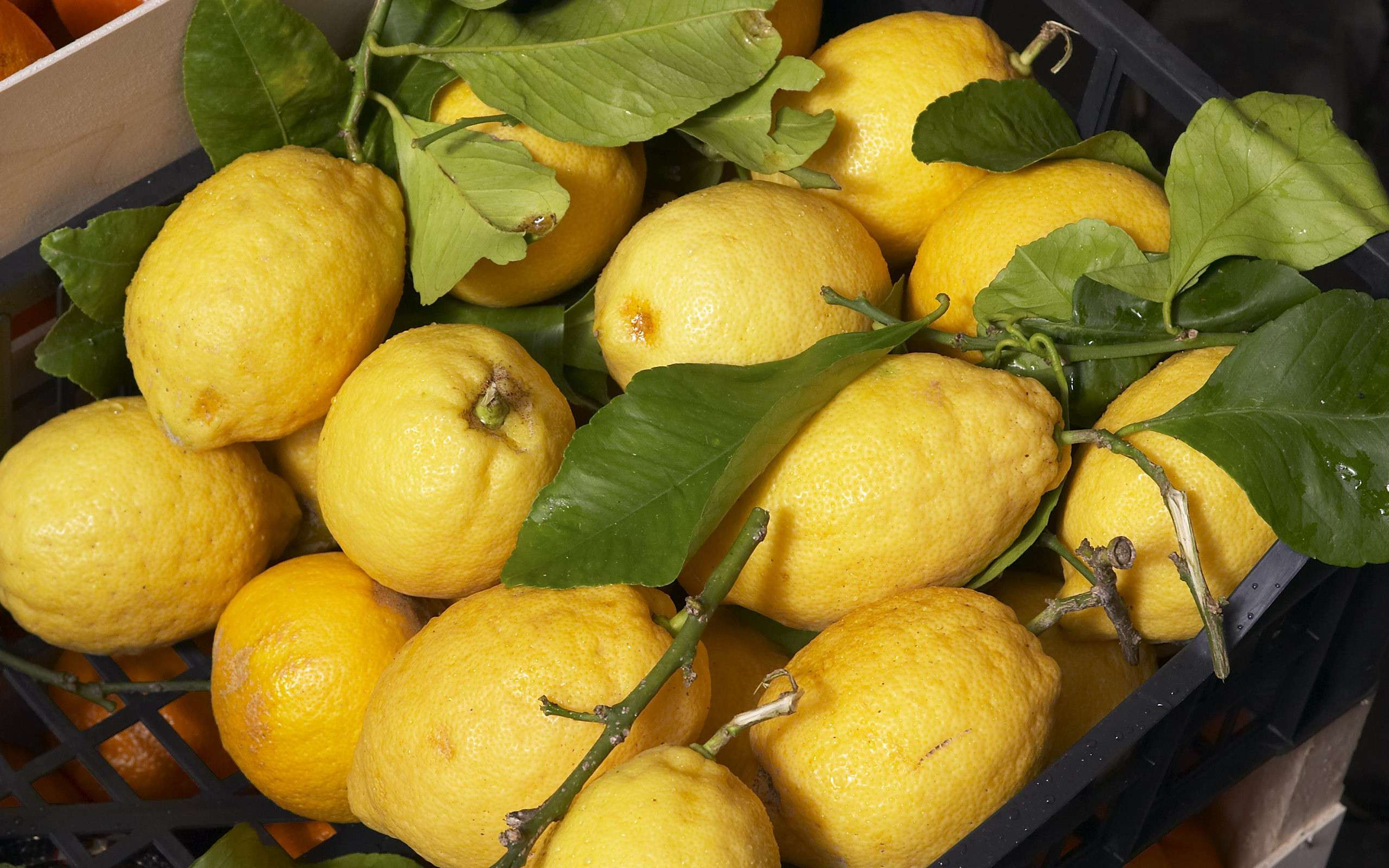  (Citrus limon) ,     