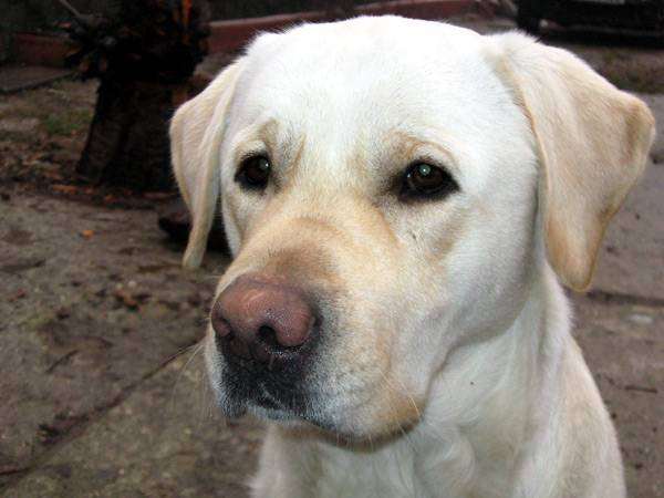 Лабрадор-ретривер, картинка породы собак