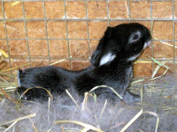 Крольчонок в гнезде, фото содержание кроликов фотография