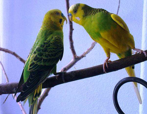 Волнистые попугаи, фото виды птиц фотография