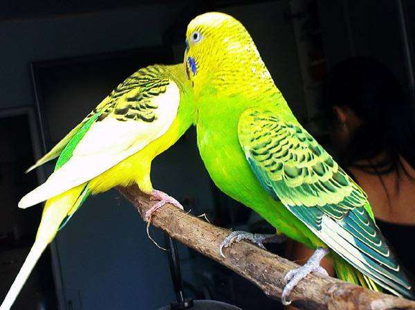 Волнистые попугаи, фото содержание птиц фотография