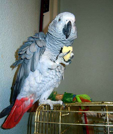 Серый попугай (жако), фото серые попугаи фотография