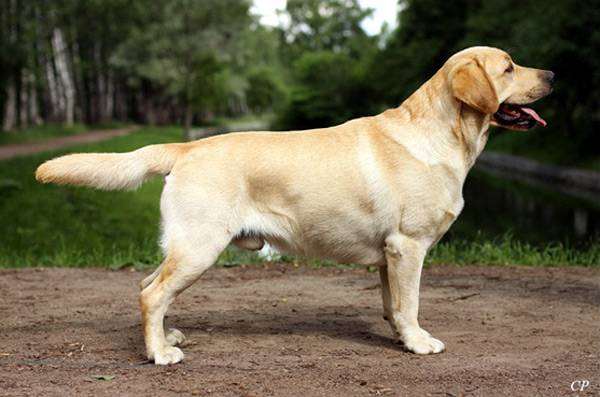 Лабрадор-ретривер, фото породы собак фотография собаки