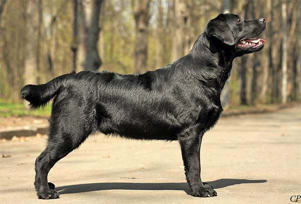 Лабрадор-ретривер, фотография породы собак фото собаки